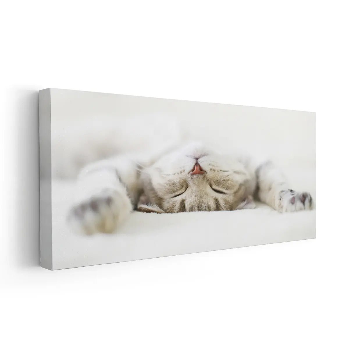 Cute Sleeping Cat Wall Art-Stunning Canvas Prints