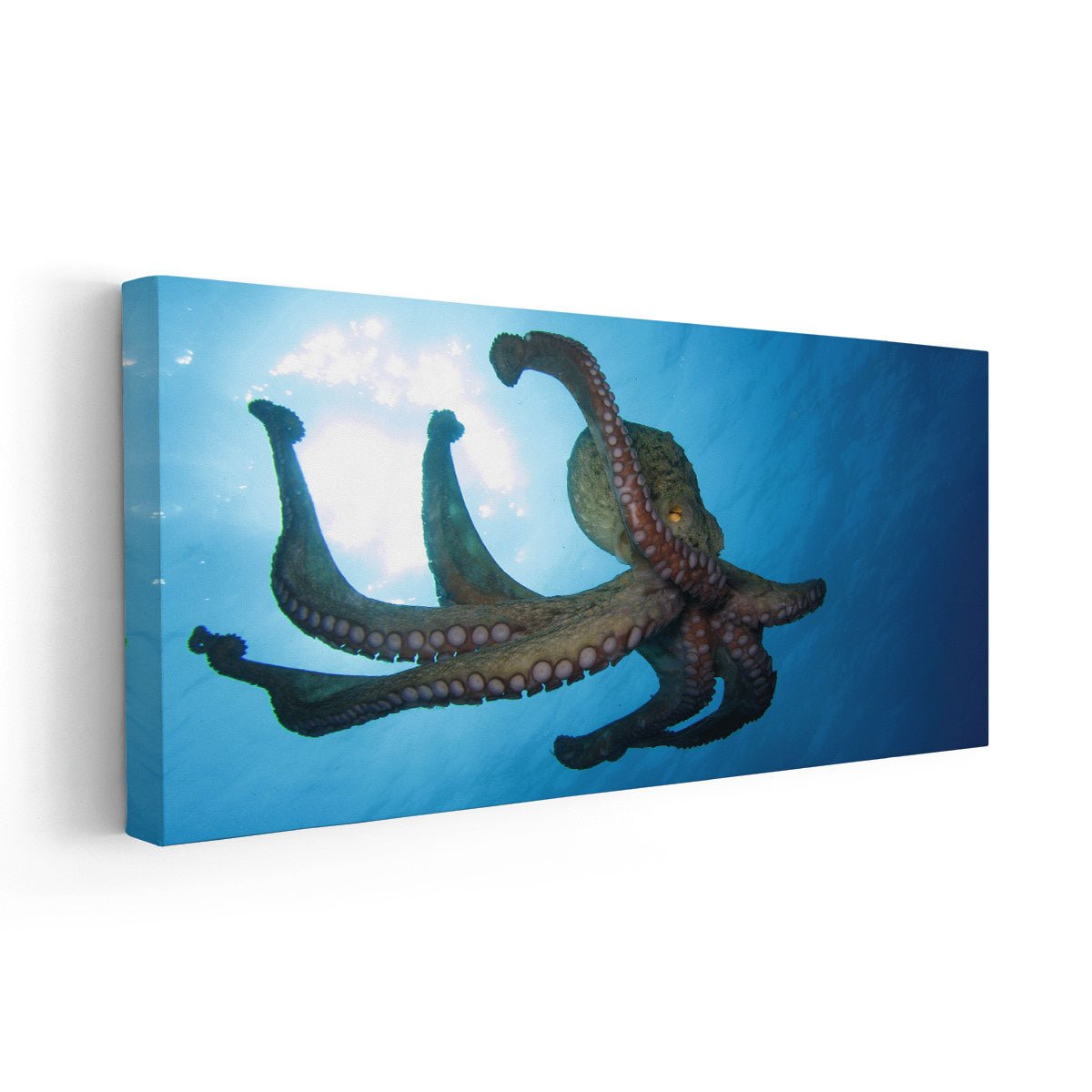 Wild Octopus Wall Art-Stunning Canvas Prints