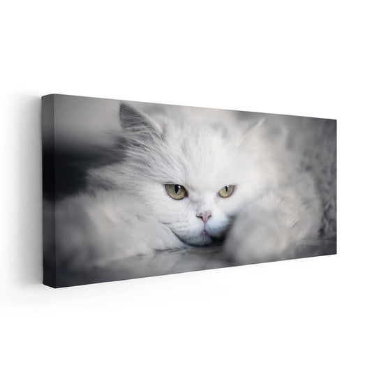 Fluffy Persian cat gazing forward—large canvas wall art ideal for bedroom decor, creating a peaceful and luxurious atmosphere in cozy spaces
