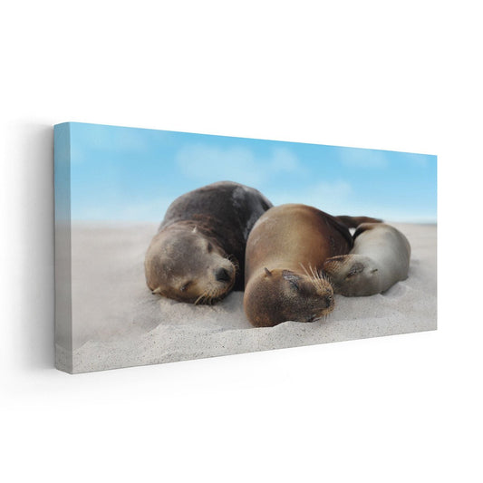 Sleeping sea lions under blue sky—large canvas wall art perfect for calming bedroom styling, bringing a relaxing and nurturing atmosphere to the room