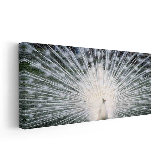 White peacock with spread feathers — large canvas wall art, calming tones ideal for serene and elegant living room interiors.