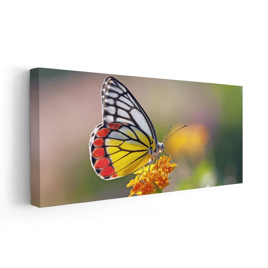 Colorful jezebel butterfly in warm hues — large canvas wall art bringing inspiring garden energy to a bedroom or cozy relaxation space