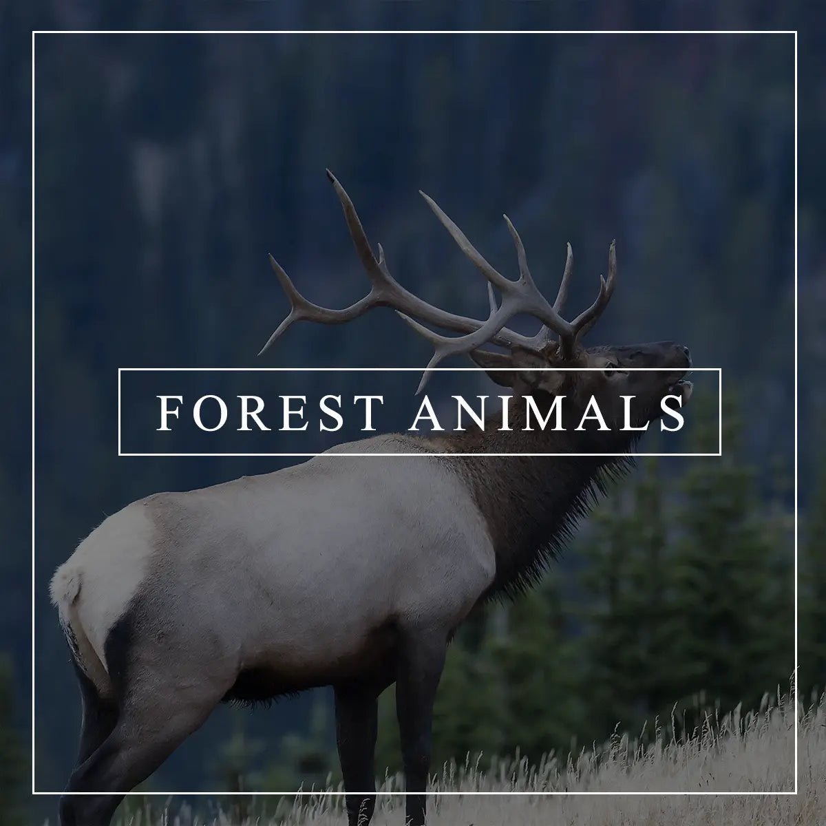 Forest Animal Wall Art