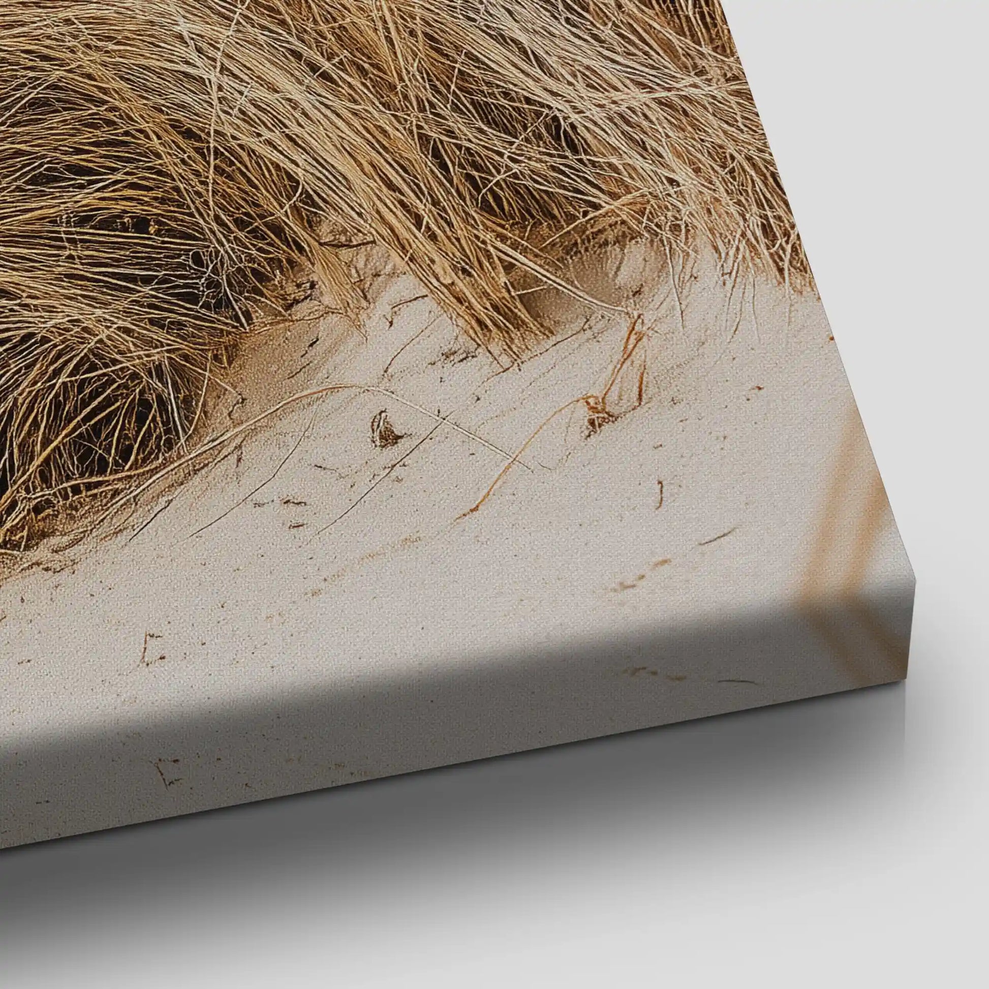 Coastal Beach Grass Canvas Wall Art
