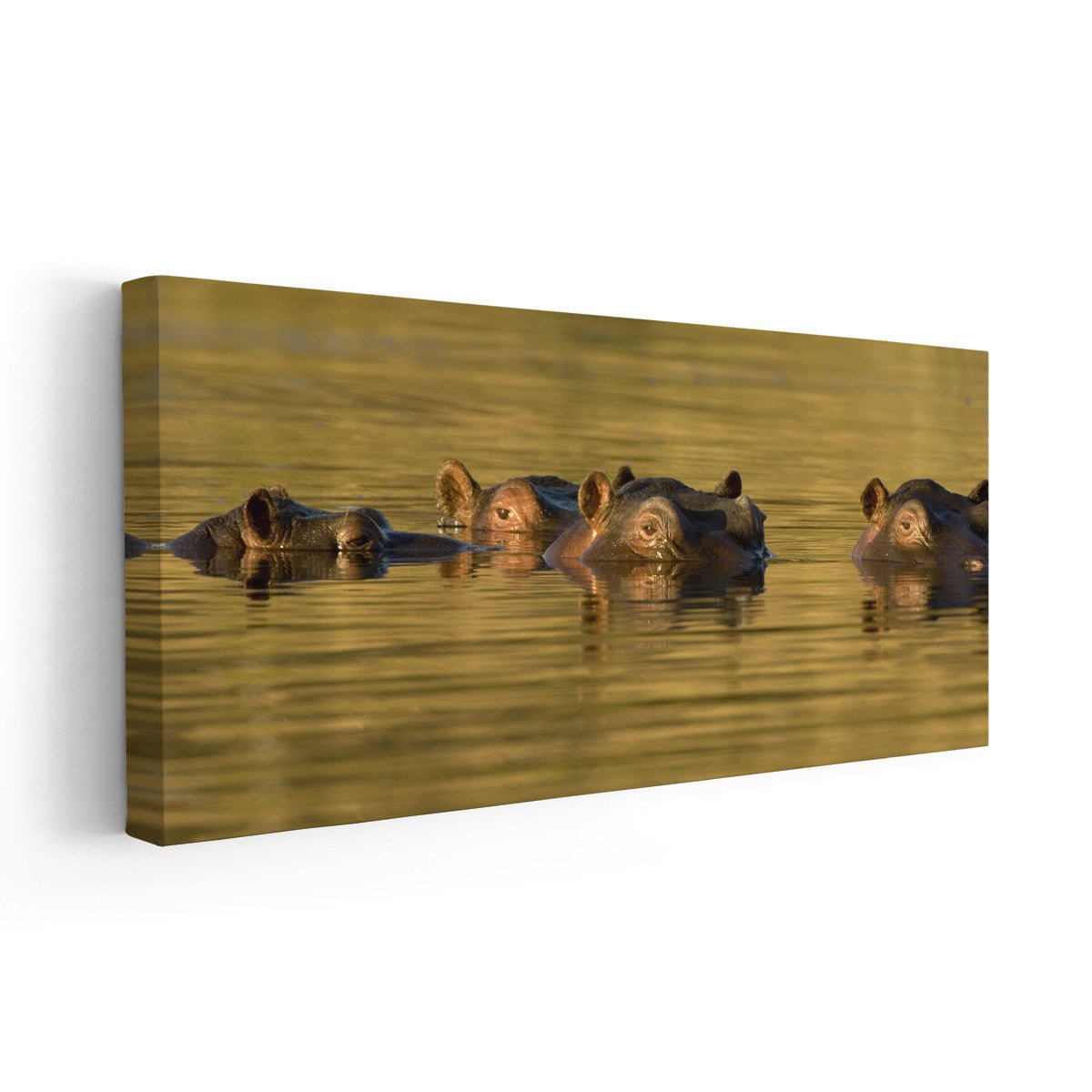 Hippopotamus In Water Wall Art-Stunning Canvas Prints