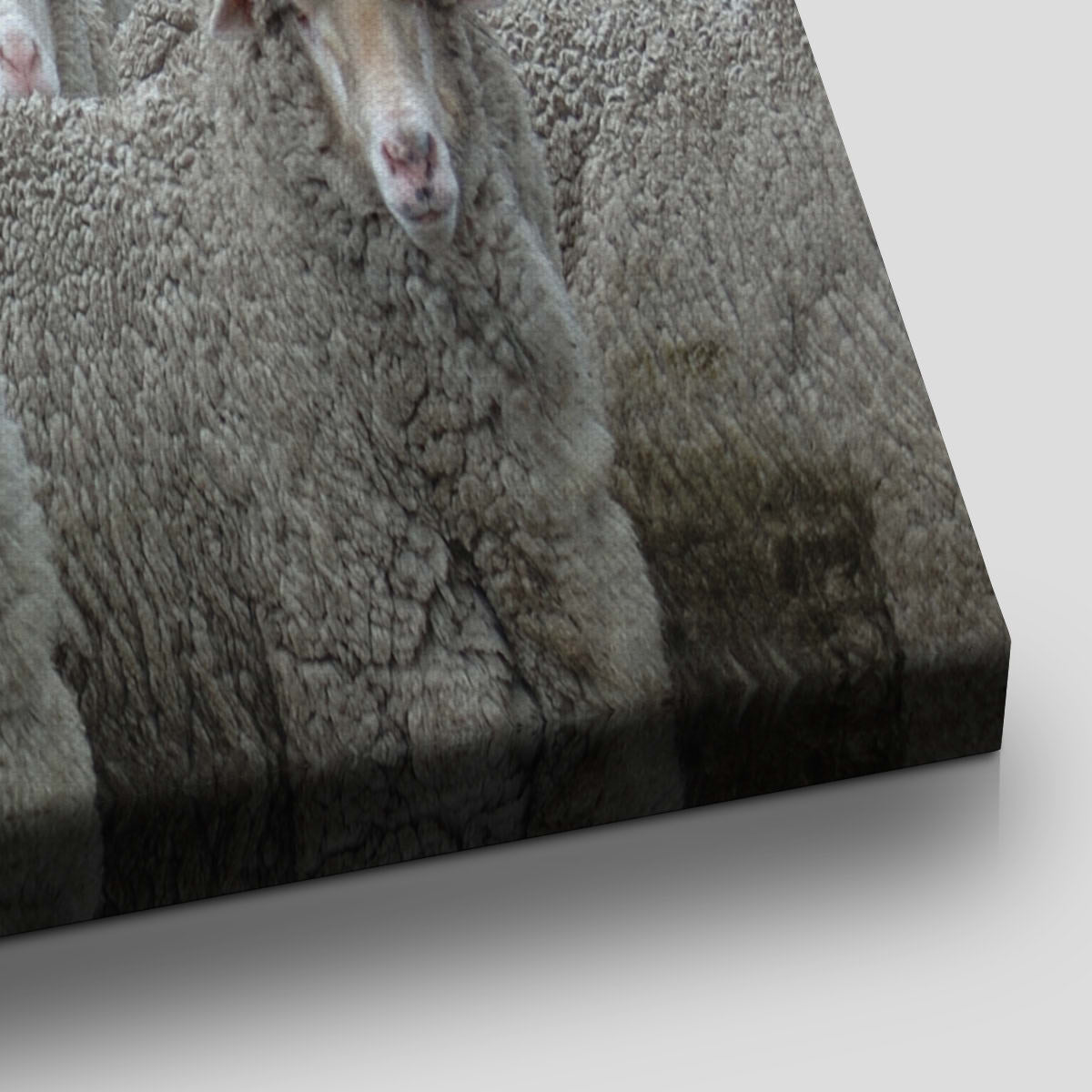 Flock Of Sheep Wall Art Canvas-Stunning Canvas Prints