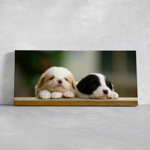 Cute Baby Collie Dogs Wall Art Canvas-Stunning Canvas Prints