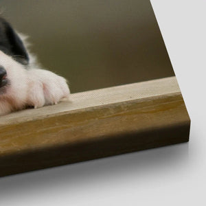 Cute Baby Collie Dogs Wall Art Canvas-Stunning Canvas Prints
