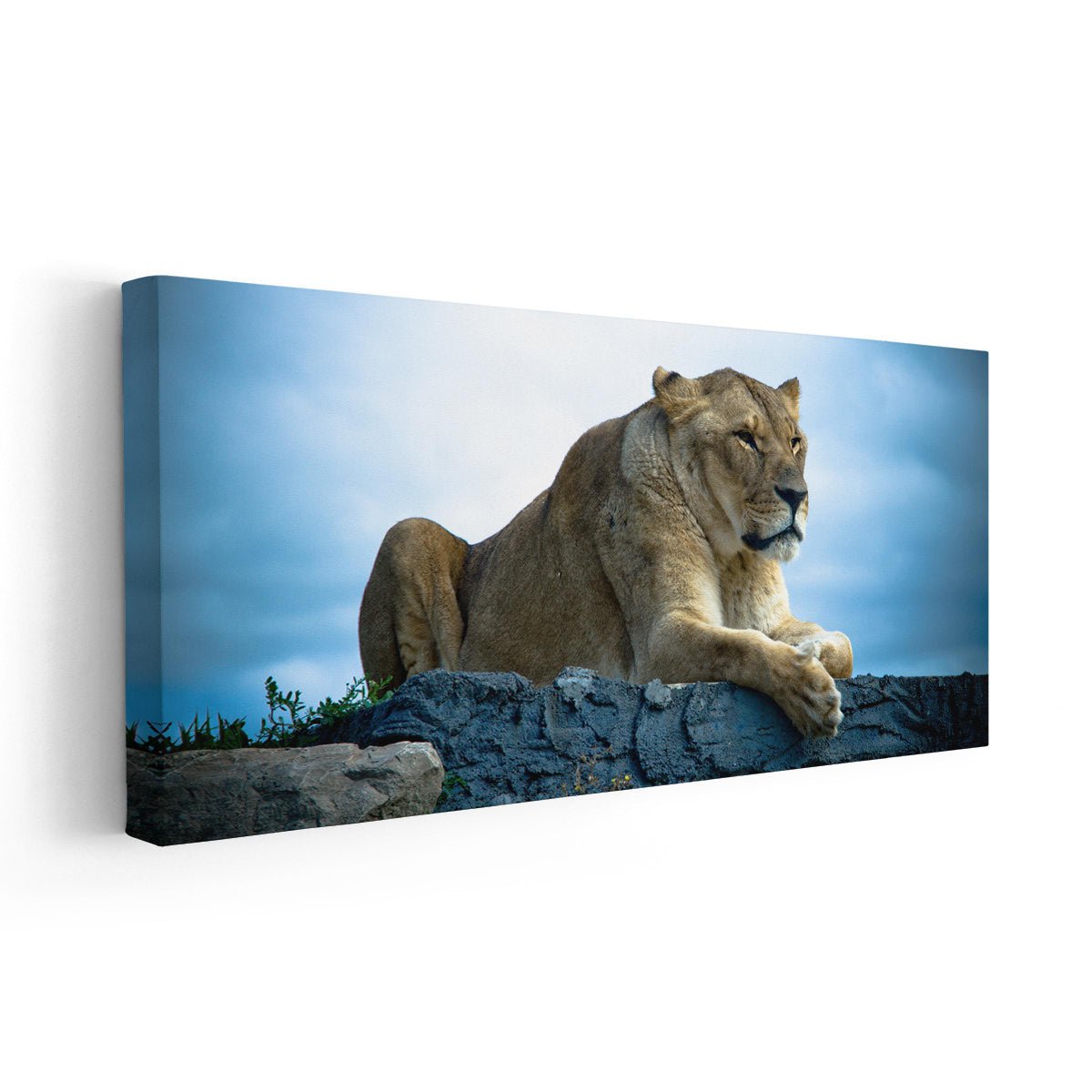 Lioness Wall Art Canvas-Stunning Canvas Prints