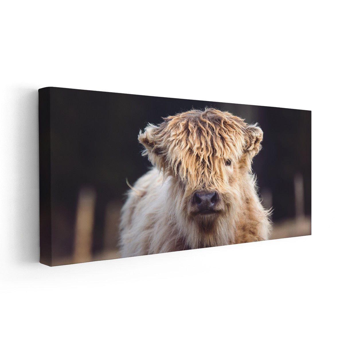 Mini Highland Cow Wall Art-Stunning Canvas Prints