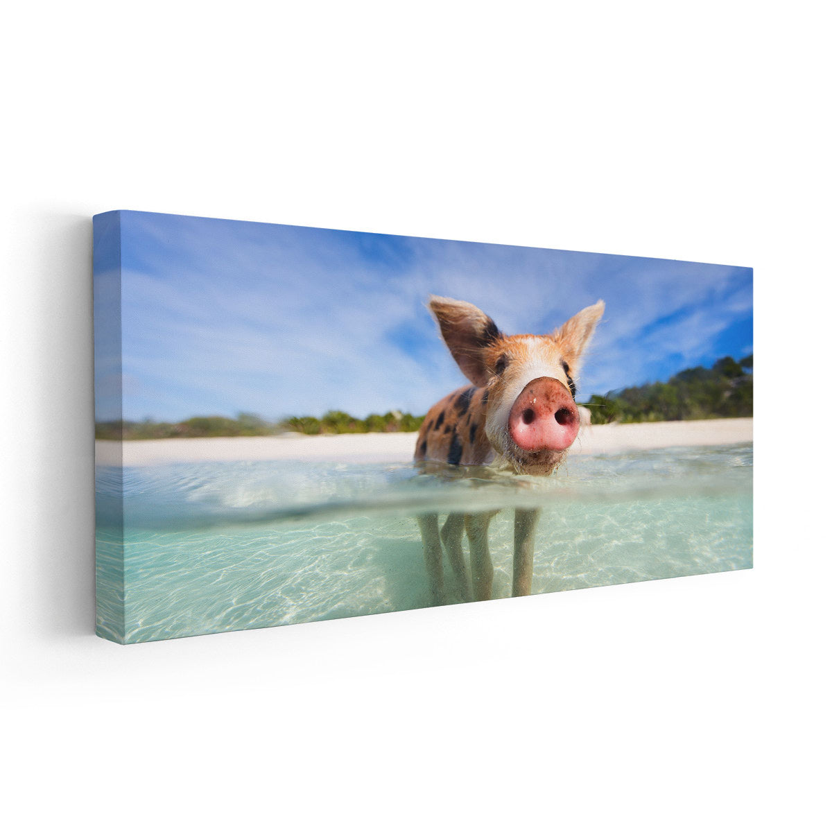 Swiming Pigs Of Exuma Wall Art Canvas-Stunning Canvas Prints