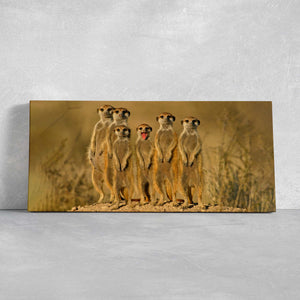 Meerkats Wall Art Canvas-Stunning Canvas Prints