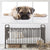 Pug Puppy Laying On The Floor Wall Art-Stunning Canvas Prints