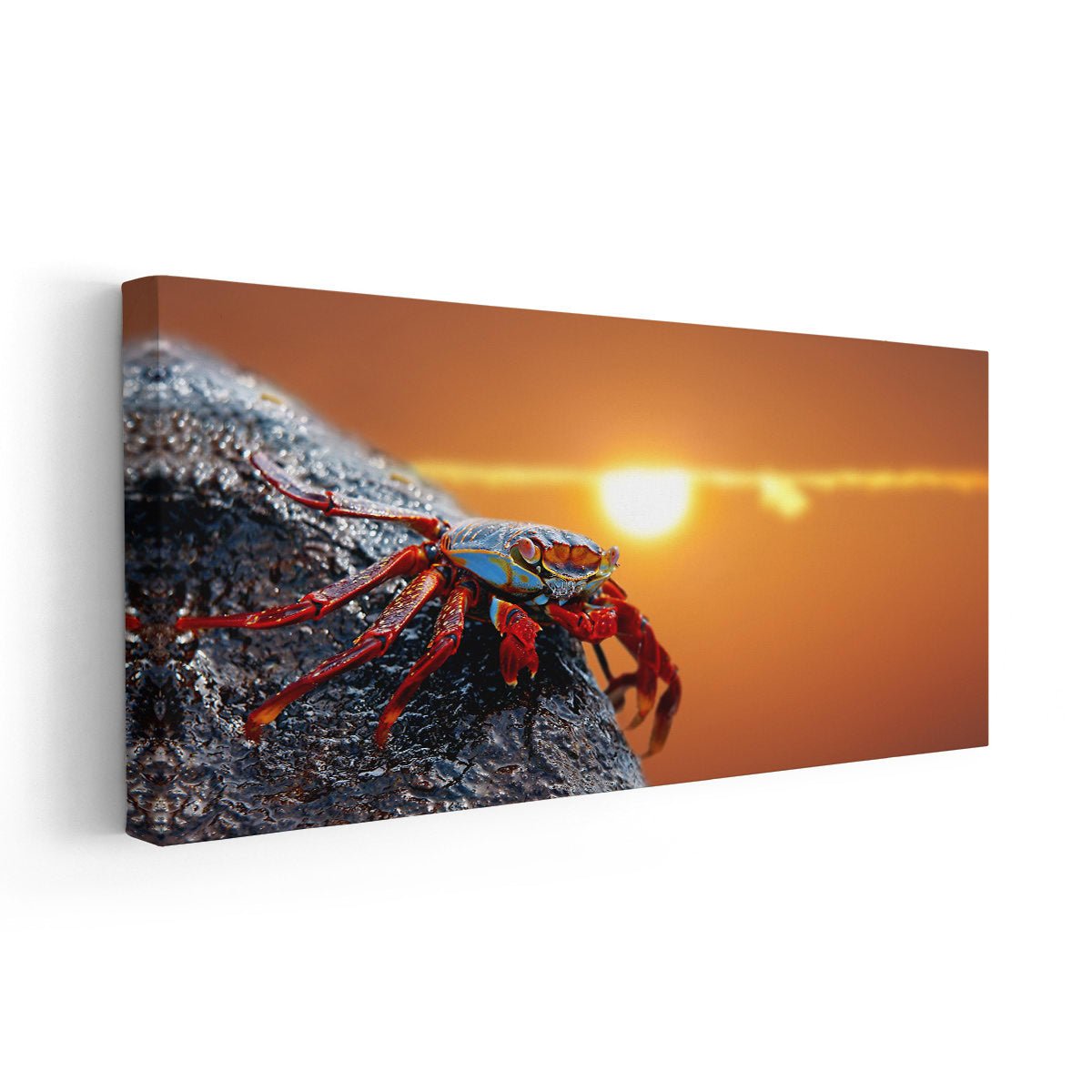 Sally Lightfoot Crab Wall Art Canvas-Stunning Canvas Prints