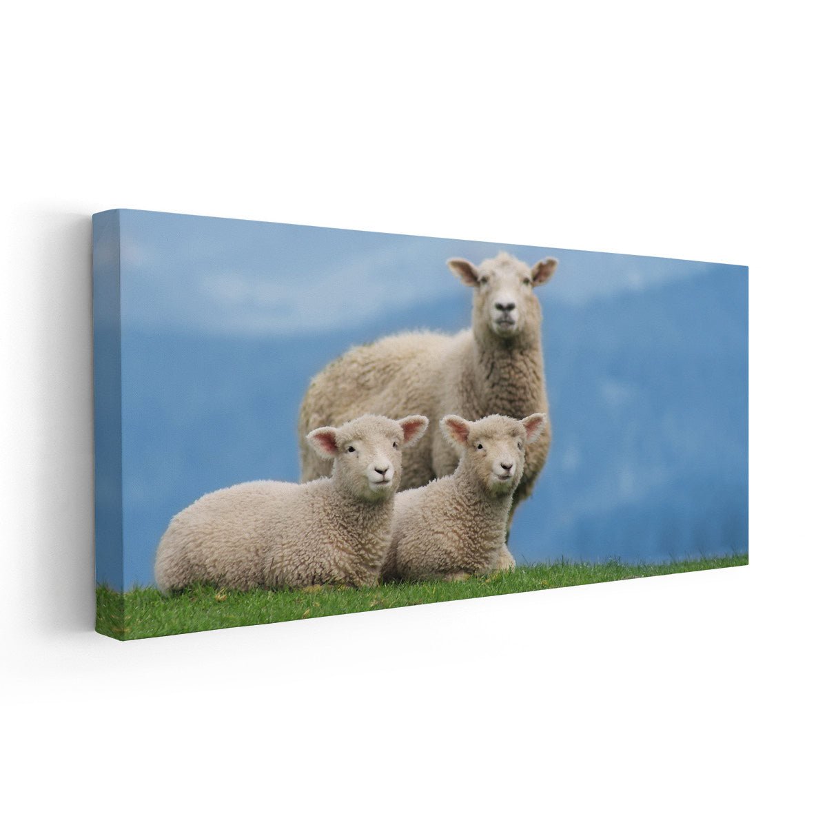 Sheep Family Wall Art-Stunning Canvas Prints