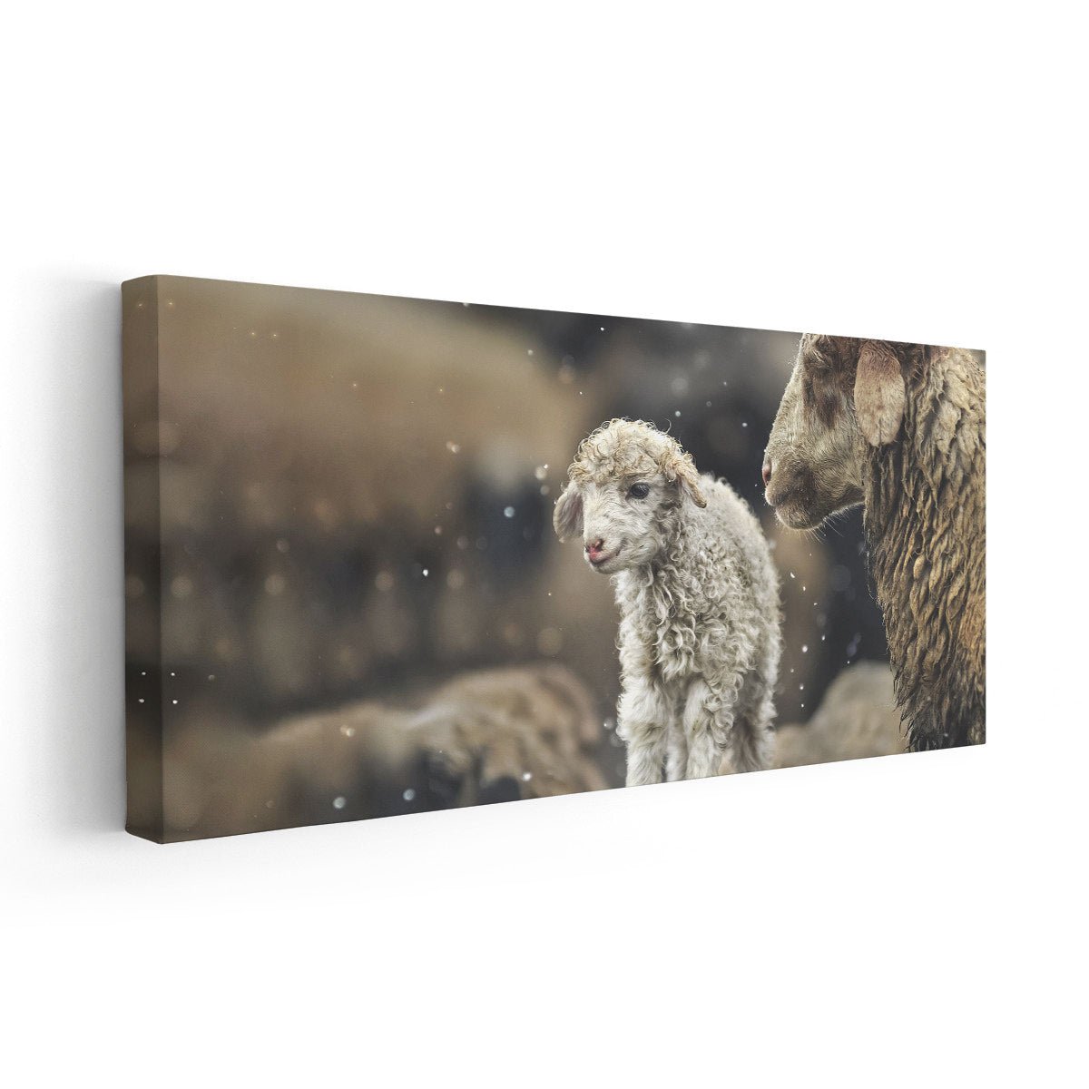 Baby Lamb Wall Art Canvas-Stunning Canvas Prints