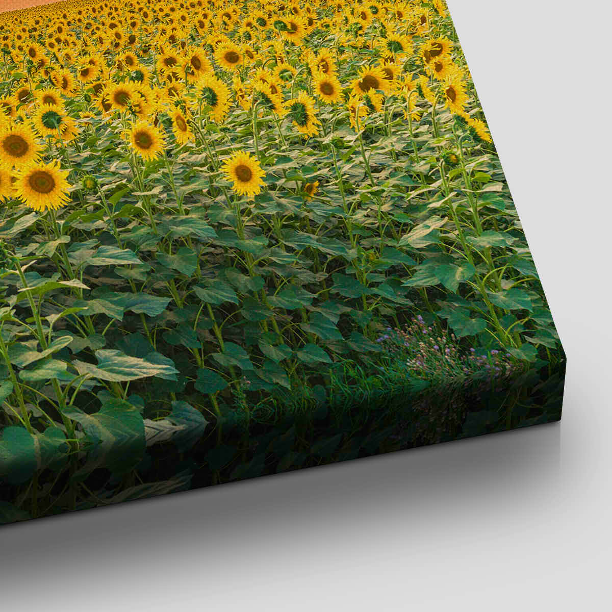 Sunflower Field Wall Art Canvas-Stunning Canvas Prints