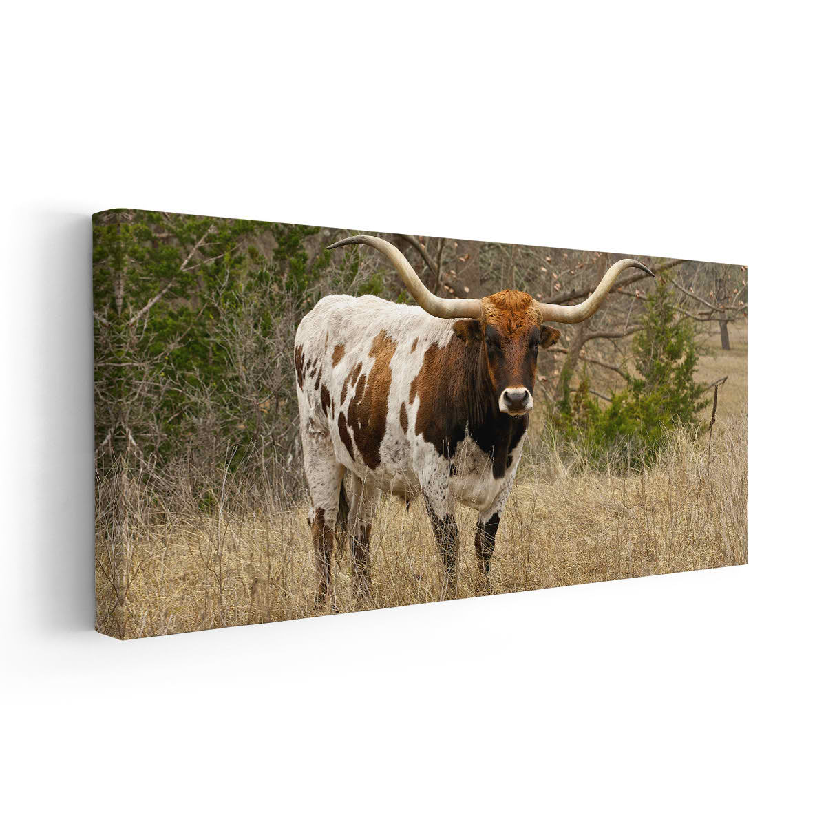 Longhorn In The pasture Wall Art-Stunning Canvas Prints