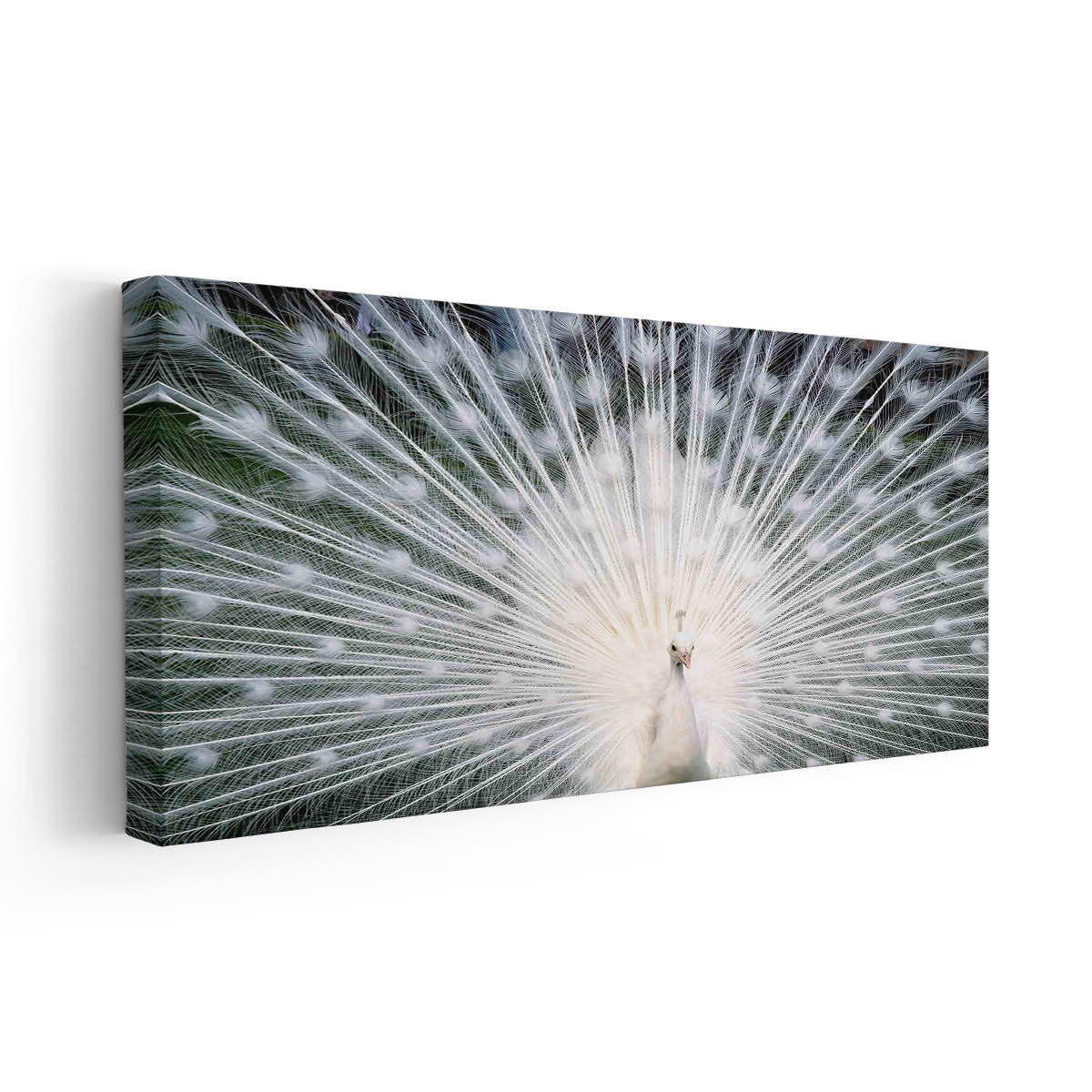 White Peacock Wall Art Canvas-Stunning Canvas Prints