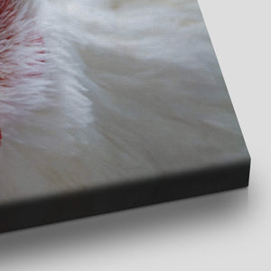 White Chicken Wall Art Canvas-Stunning Canvas Prints