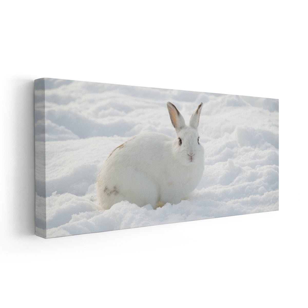 White rabbit Wall Art-Stunning Canvas Prints