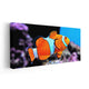 Clown Fish Wall Art Canvas-Stunning Canvas Prints