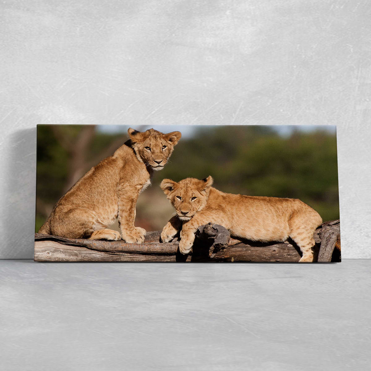 Cute Lion Cubs Wall Art Canvas-Stunning Canvas Prints