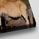 Cute Lion Cubs Wall Art Canvas-Stunning Canvas Prints