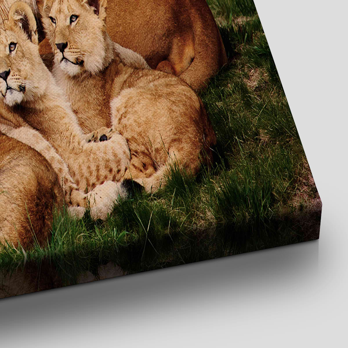 Lion Family Wall Art Canvas-Stunning Canvas Prints
