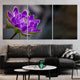 Purple Lotus Flower Wall Art Canvas Print-Stunning Canvas Prints