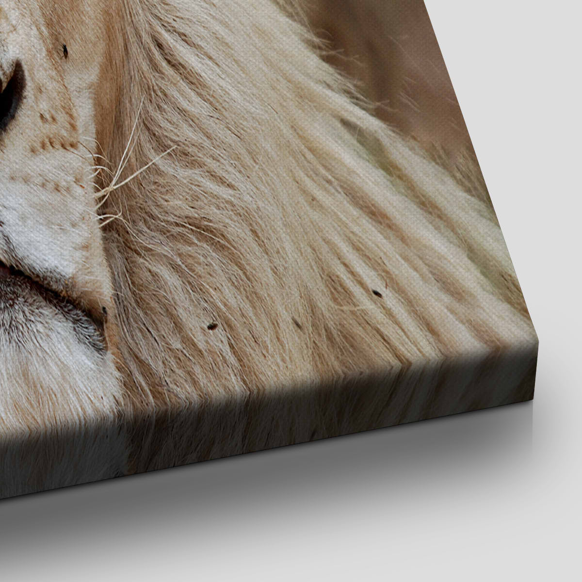 White Lion Portrait Wall Art Canvas-Stunning Canvas Prints